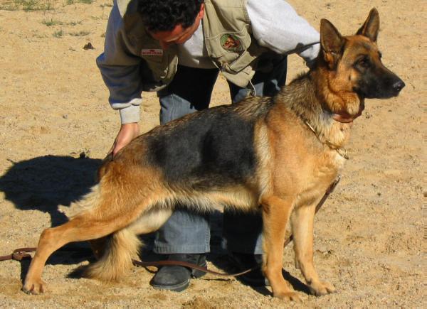 Heinny de torrepalma | German Shepherd Dog 