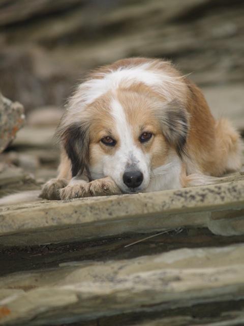 Butcher's Foothills Elsa | English Shepherd 