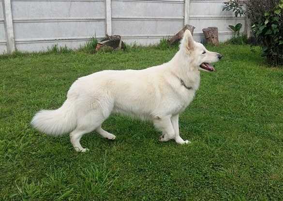 DARTH VADER Mountain Wolves | White Swiss Shepherd Dog 