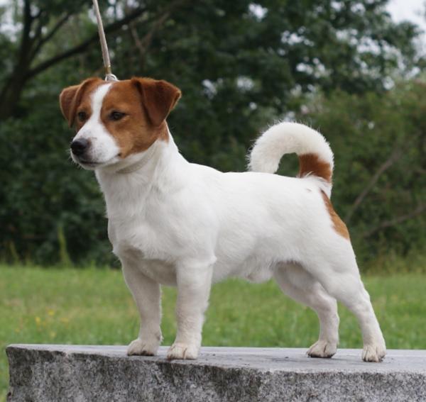 Nado Shiz's POMPEIUS'GA | Jack Russell Terrier 