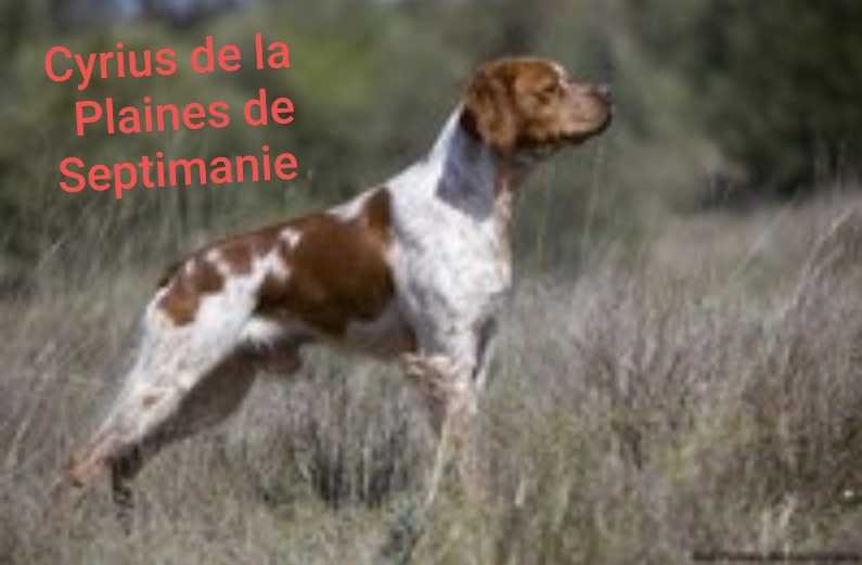 CYRIUS des Plaines de Septimanie | Brittany 