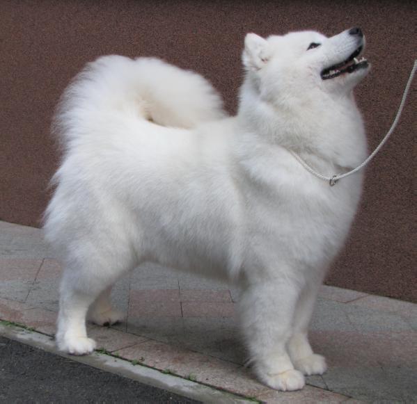 Nox-Poli Florence | Samoyed 