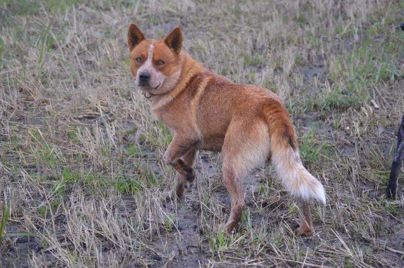 ROCKY CALLAHAN | Australian Cattle Dog 