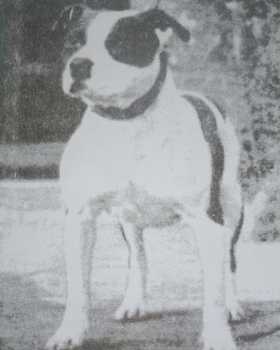 Dynamite Jim | Staffordshire Bull Terrier 