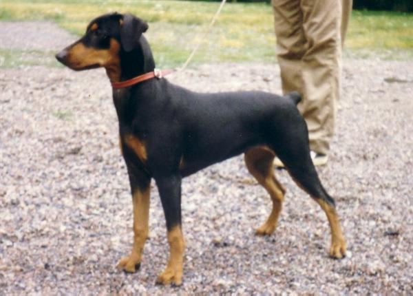 Bitsikka's YBONNI | German Pinscher 