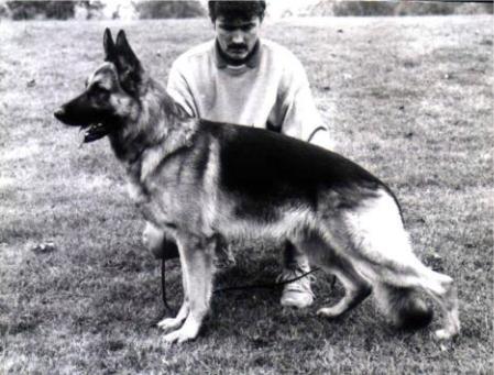 Veit vom Wiesenborn | German Shepherd Dog 