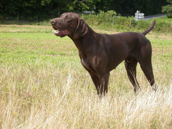 Artus du Clos des Morandes | German Shorthaired Pointer 