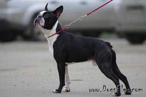 PIRS JUKE TIGRIS | Boston Terrier 