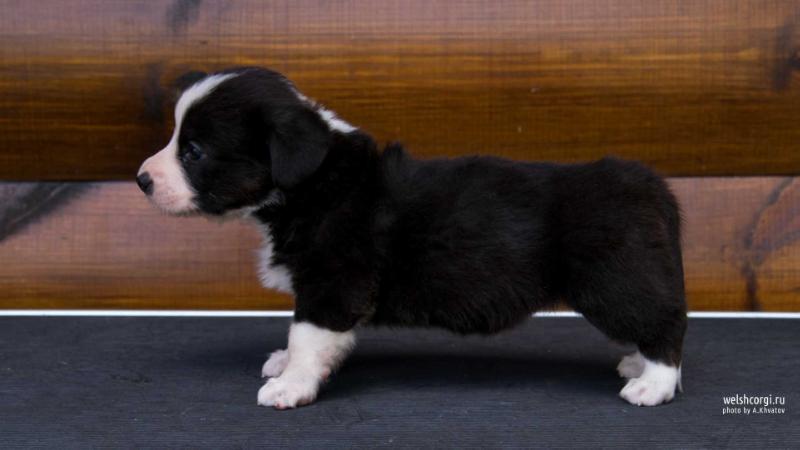 Aethwy Used To Love Her | Cardigan Welsh Corgi 