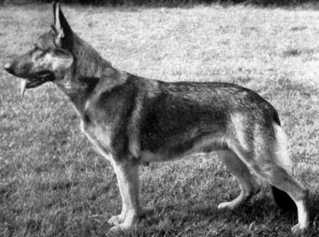 Werra zu den Sieben-Faulen | German Shepherd Dog 