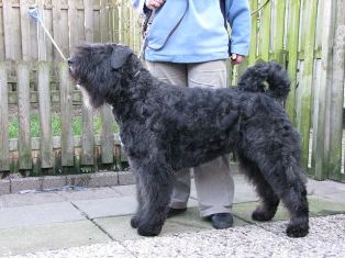 Noa Bibi v.d. Kuststrook | Bouvier des Flandres 