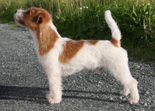 Asthorry's Electra Luna Star | Jack Russell Terrier 