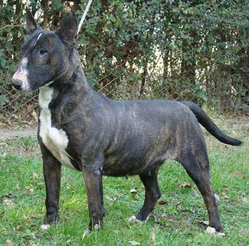 Patria de Coraje | Bull Terrier 