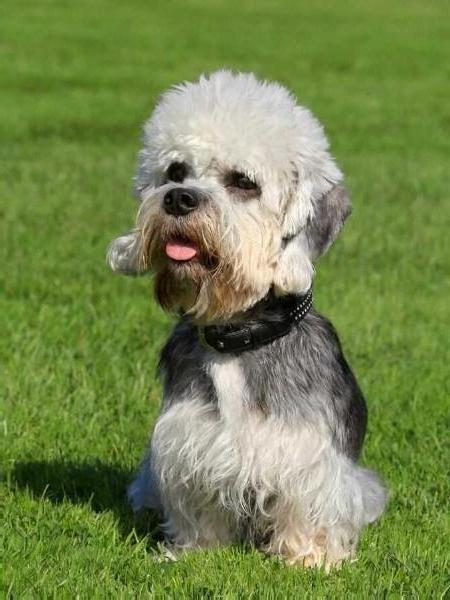 DARIANT DANIEL ES BUENO | Dandie Dinmont Terrier 