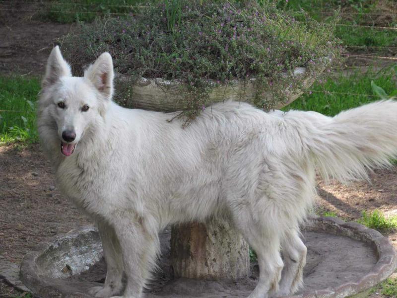 Agatha de las sierras azules | White Swiss Shepherd Dog 