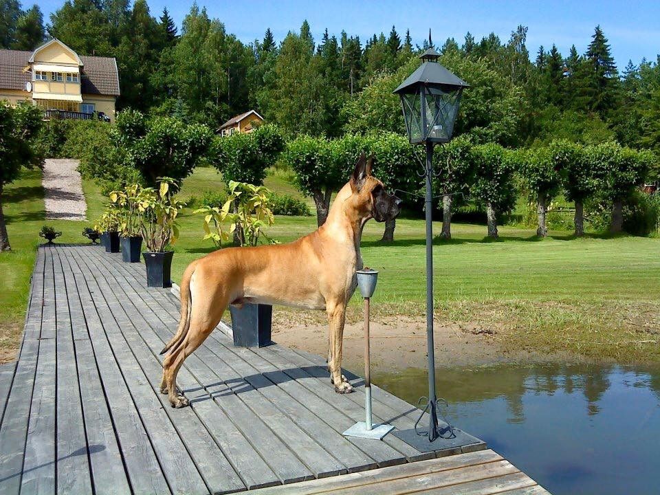 Owlwatch Summer in Sweden | Great Dane 