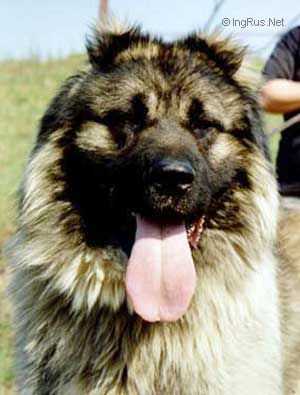 Dzhauri Magdash | Caucasian Mountain Dog 