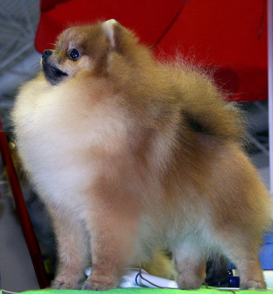 Bravo's Chasing That Sensation | Pomeranian 