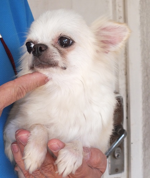 Pimienta (Esquer) | Chihuahua 