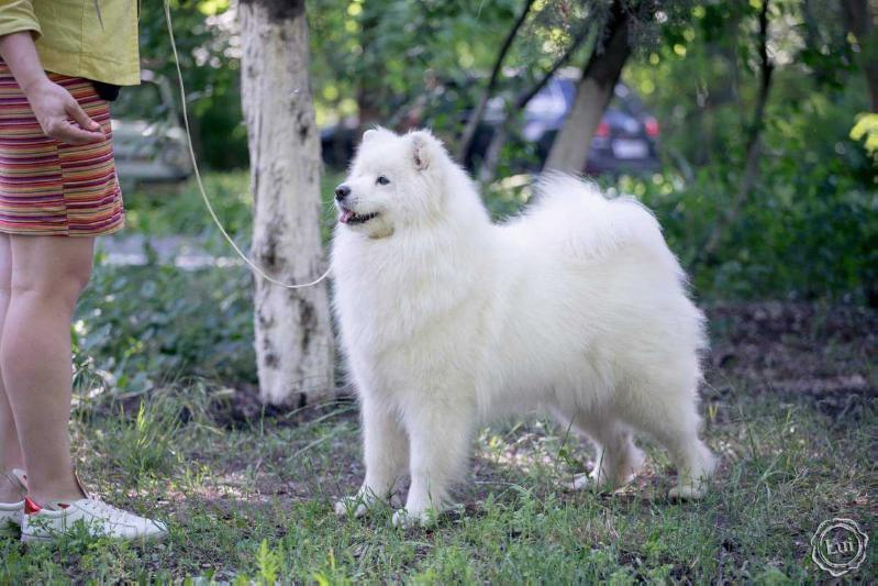 Belyi Volk Diadora | Samoyed 