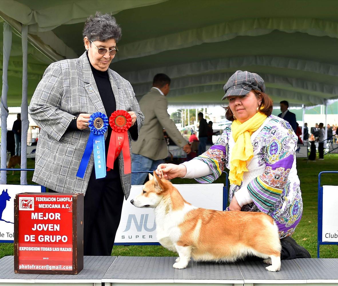Laif Spring Yarmina Allegro Rossi | Pembroke Welsh Corgi 
