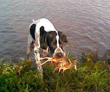 TAURUS DAS COLINAS DE HOLAMBRA | Pointer 