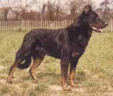 Lutte de la Cour de Jasson | Beauceron 