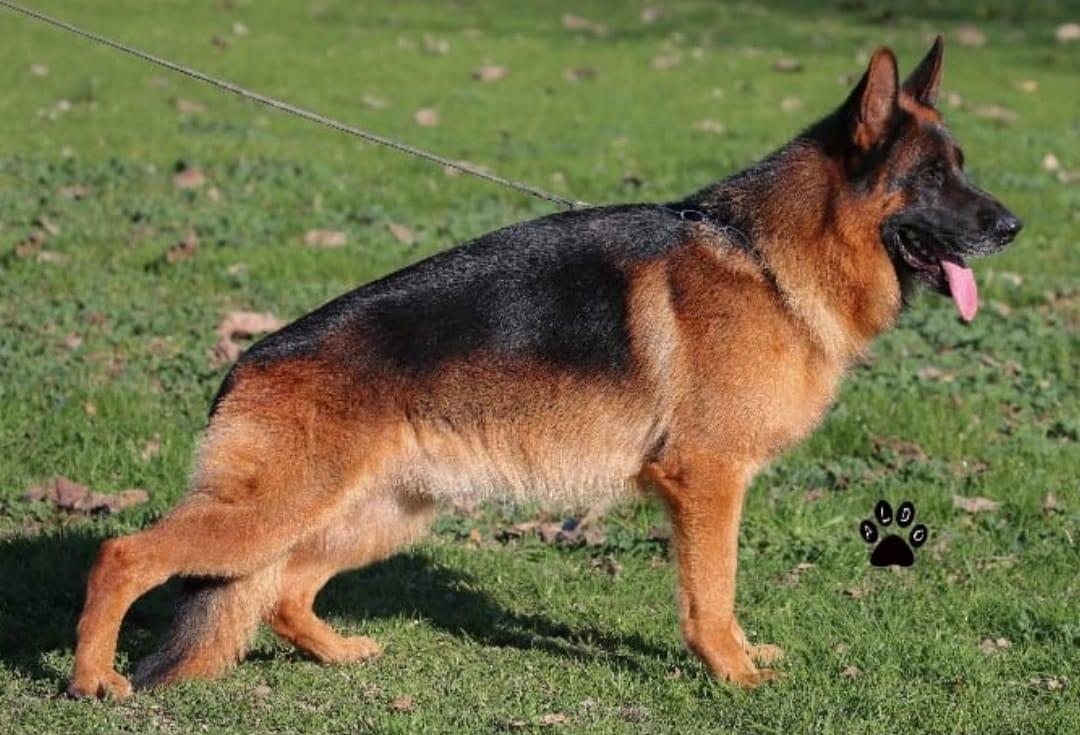 Rambo dei Colli Albani (2018) | German Shepherd Dog 