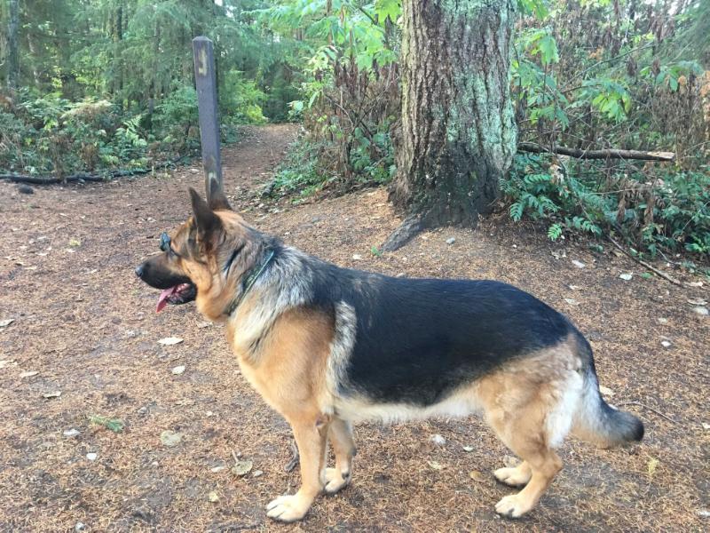 Kodiak vom Hornback (J) | German Shepherd Dog 