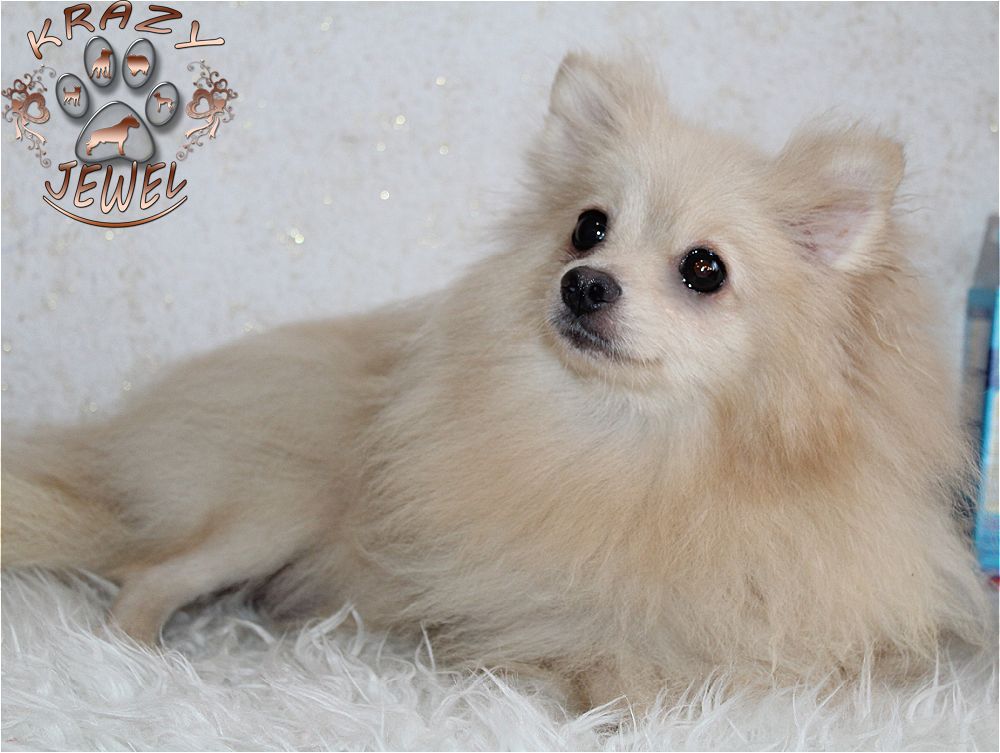 YUVITA ANGEL ICE | German Spitz 