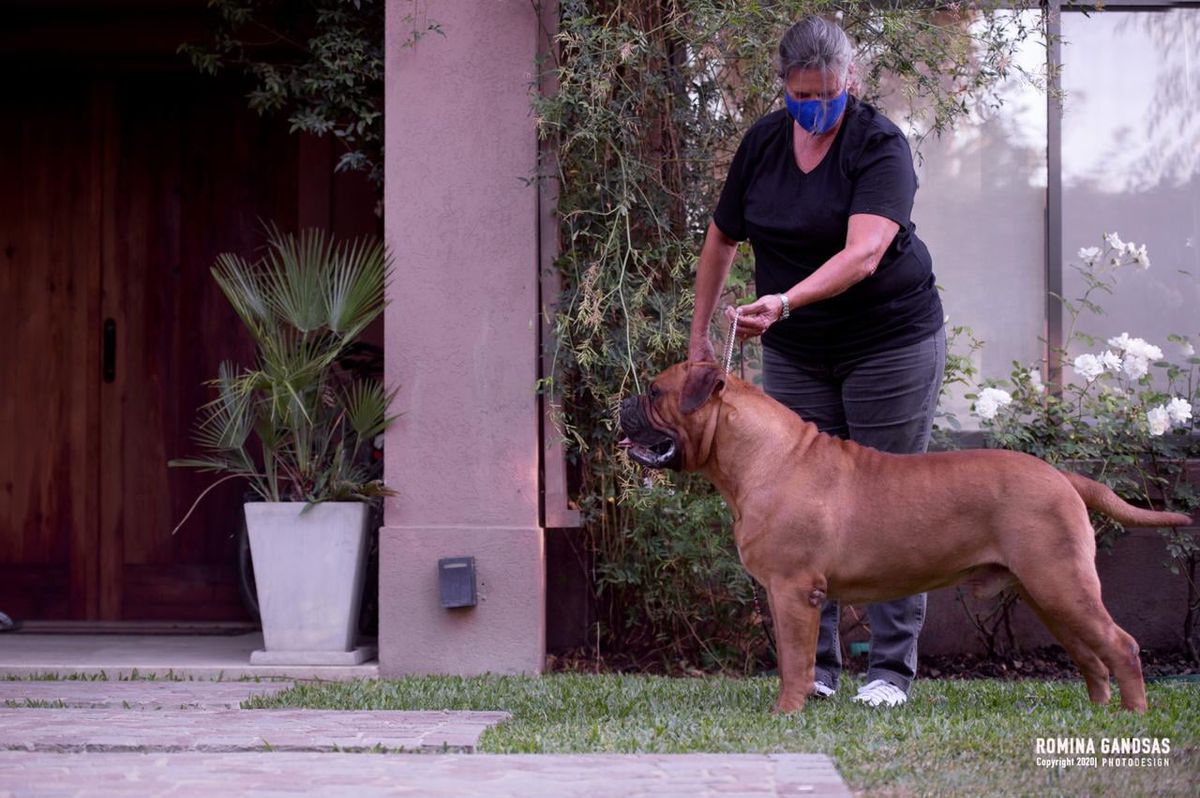 JyF Bulls Argentina Pretty Caloosa | Bullmastiff 