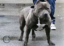 Flawless Tripple Shot Magnun | American Pit Bull Terrier 