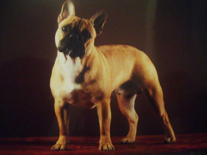 eathon du domaine des molosses | French Bulldog 