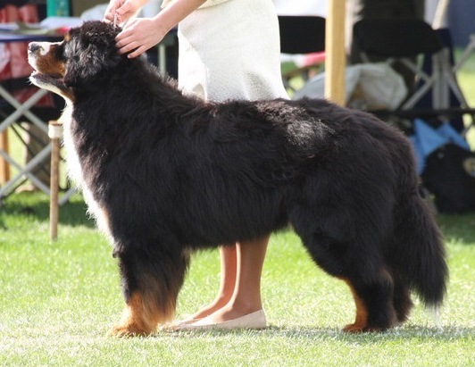 Great Lakes Doctor Stanley | Bernese Mountain Dog 