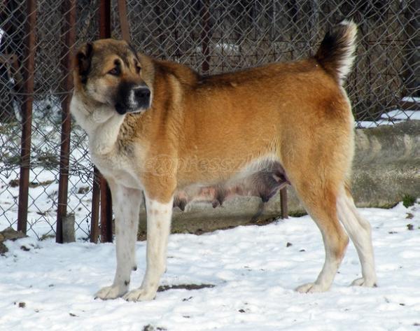 Kitty | Central Asian Shepherd Dog 