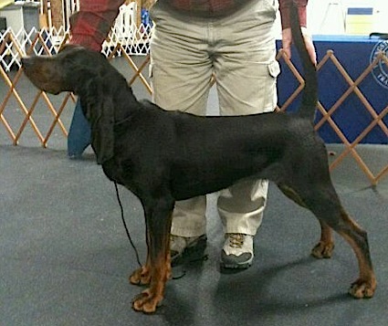 Foxfire-Southchase Firebrand | Black and Tan Coonhound 