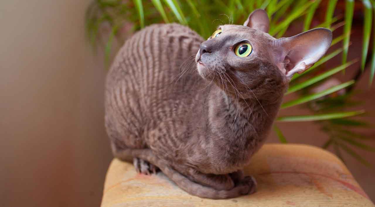 Cornish Rex