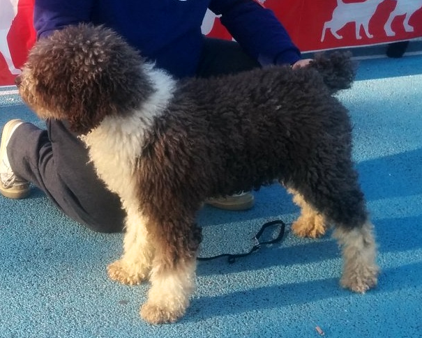 Tana | Spanish Water Dog 