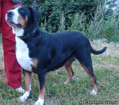 Harfa Refugium Polonica | Greater Swiss Mountain Dog 