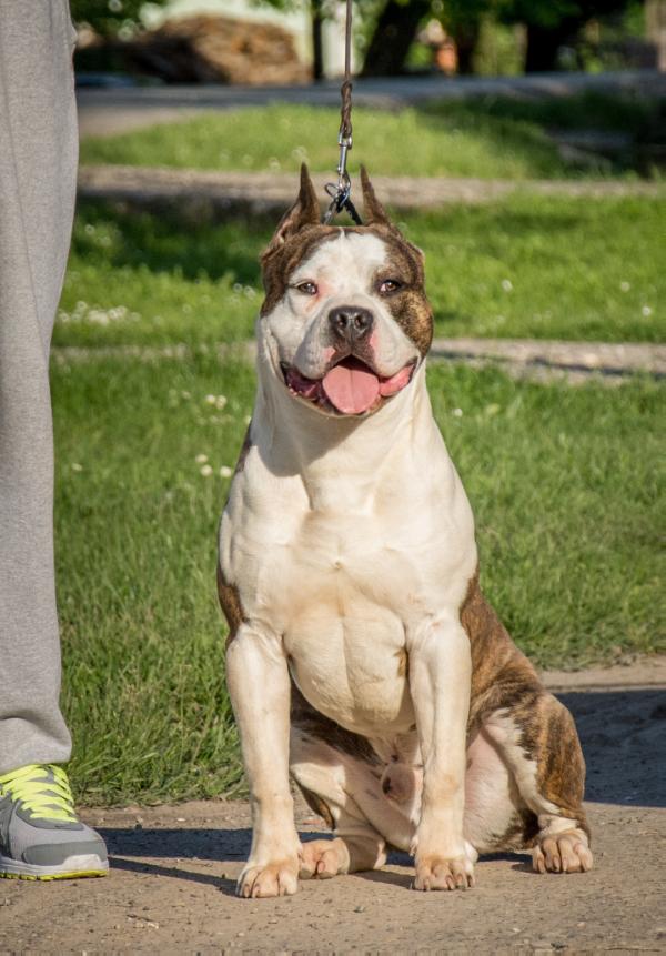 MysticStaff DON | American Staffordshire Terrier 