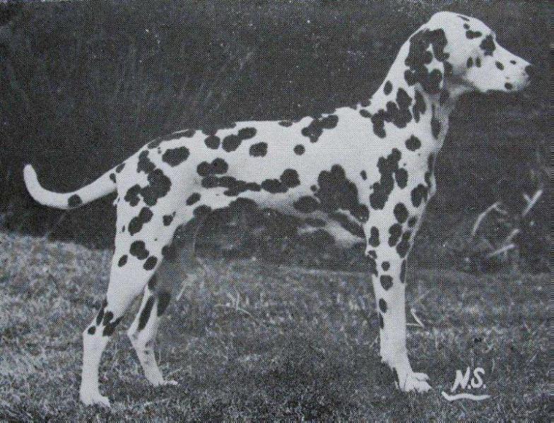 Konavlje Miss Fabulous | Dalmatian 