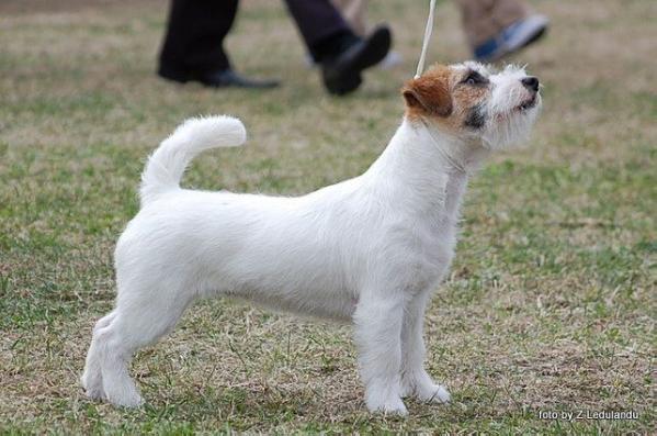 Rihanna SCAVO (FCI) | Jack Russell Terrier 