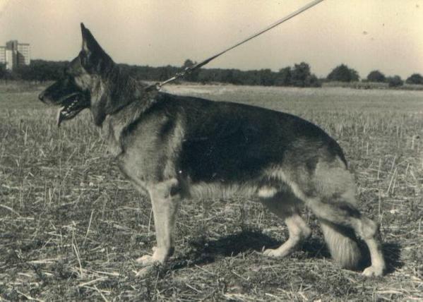 Blitz von Bayerseich | German Shepherd Dog 