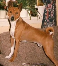 Azania's Ilario | Basenji 