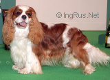 Wandris Entertainer | Cavalier King Charles Spaniel 