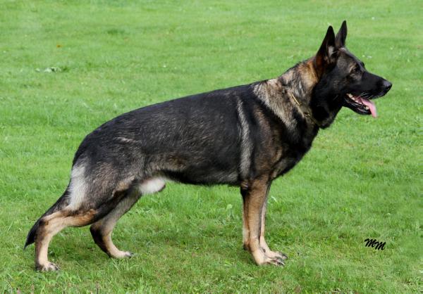 Warlock Arabrab | German Shepherd Dog 