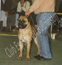 Mercedes Pascher | Bullmastiff 