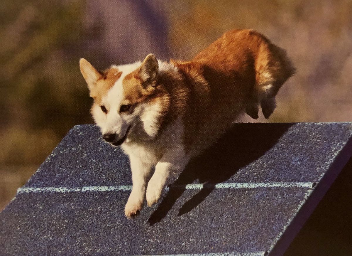 Tresaith's Jumpin' For The Gold | Pembroke Welsh Corgi 