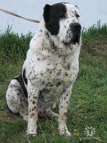 Ala-Bay | Central Asian Shepherd Dog 