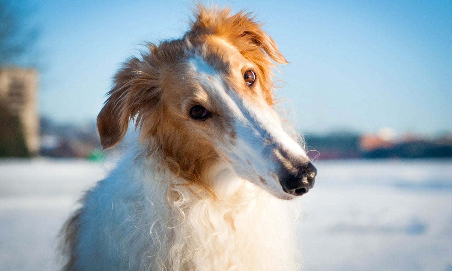 Borzoi
